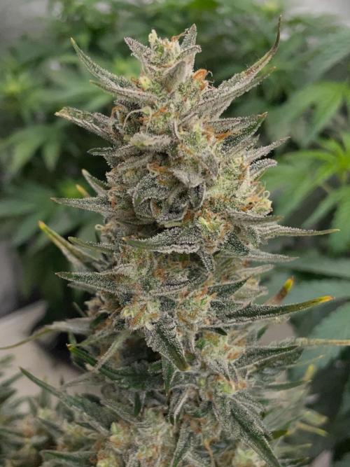 Mulberry F3 Auto. Week 11