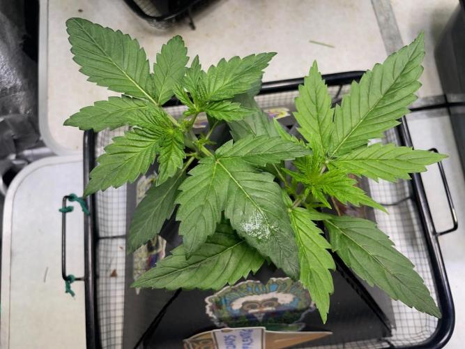 Re-used Pyramid with 2 beans. Week 3