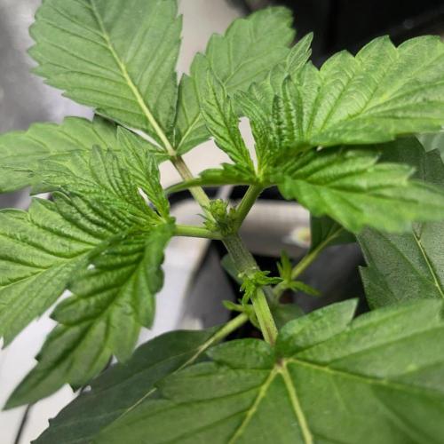 Re-used Pyramid with 2 beans. Week 3