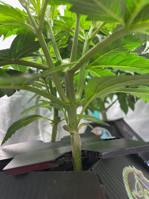 Re-used Pyramid with 2 beans. Week 4