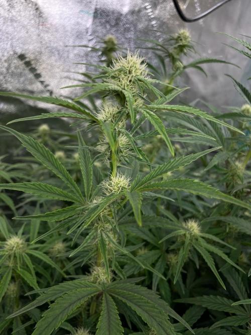 Strawpope, Sirius, ChemKush. Week 8