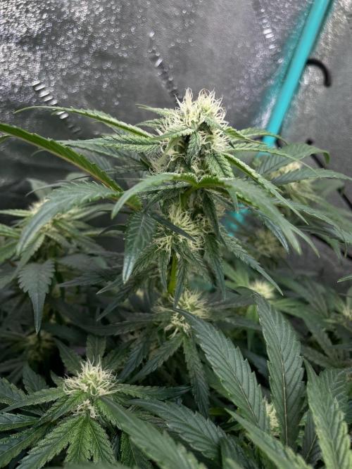 Strawpope, Sirius, ChemKush. Week 8