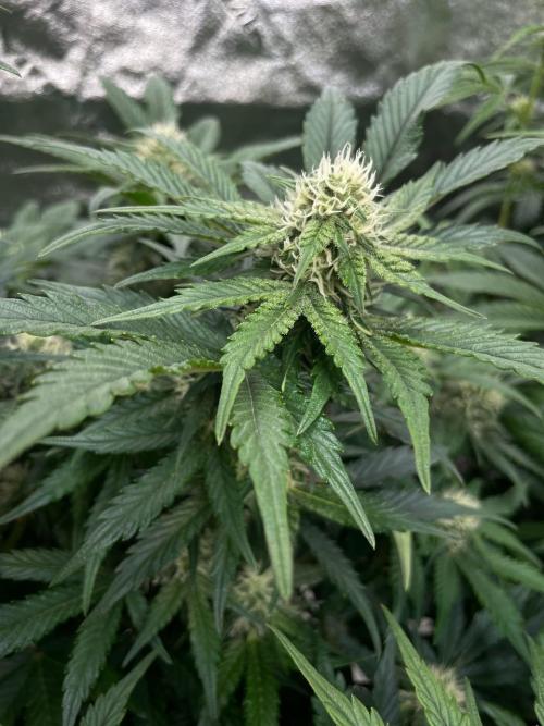 Strawpope, Sirius, ChemKush. Week 8