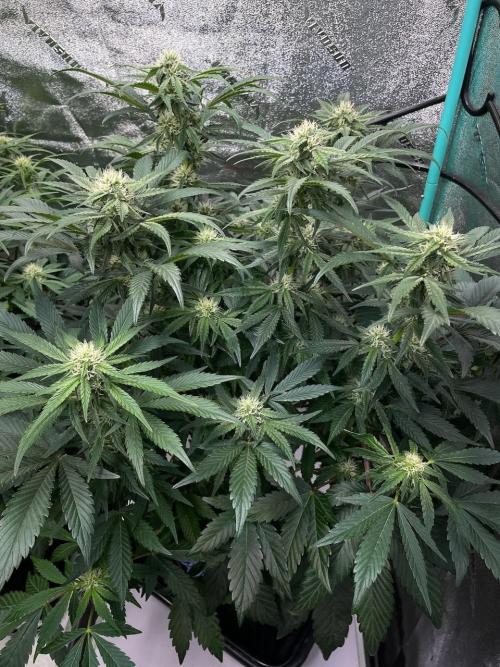 Strawpope, Sirius, ChemKush. Week 8