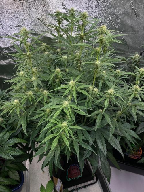 Strawpope, Sirius, ChemKush. Week 8