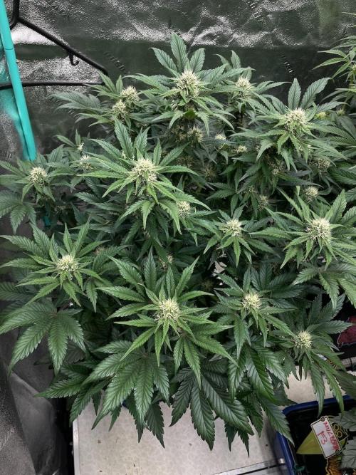Strawpope, Sirius, ChemKush. Week 8