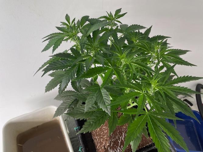 Re-used Pyramid with 2 beans. Week 5