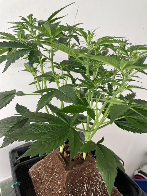 Re-used Pyramid with 2 beans. Week 5