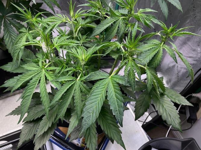 Re-used Pyramid with 2 beans. Week 5
