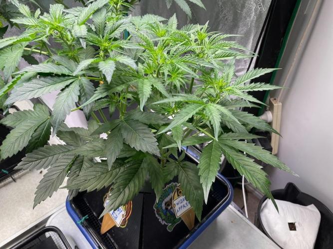 Re-used Pyramid with 2 beans. Week 5
