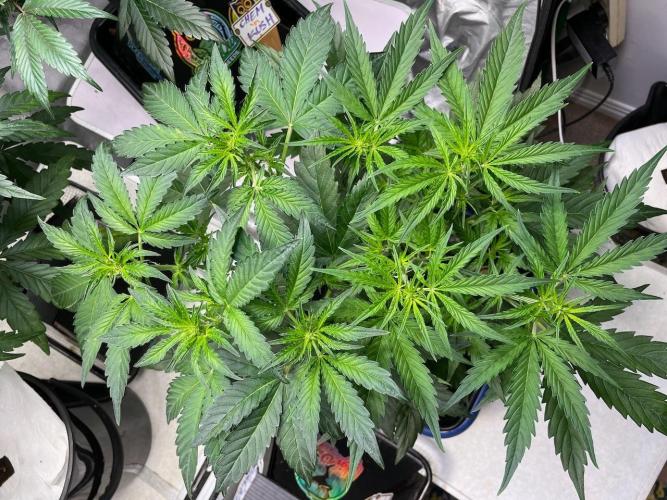 Re-used Pyramid with 2 beans. Week 5