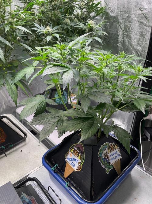 Re-used Pyramid with 2 beans. Week 5