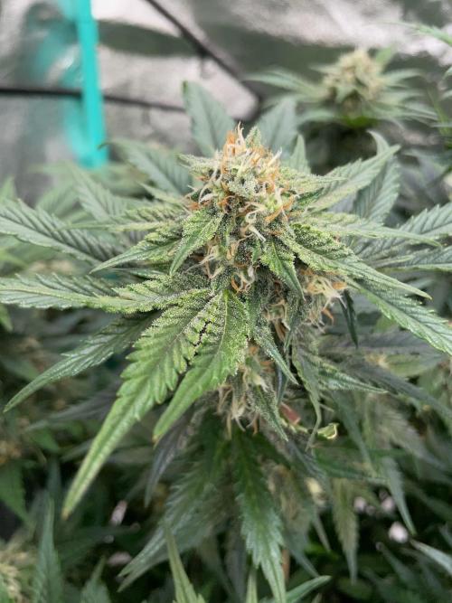 Strawpope, Sirius, ChemKush. Week 9