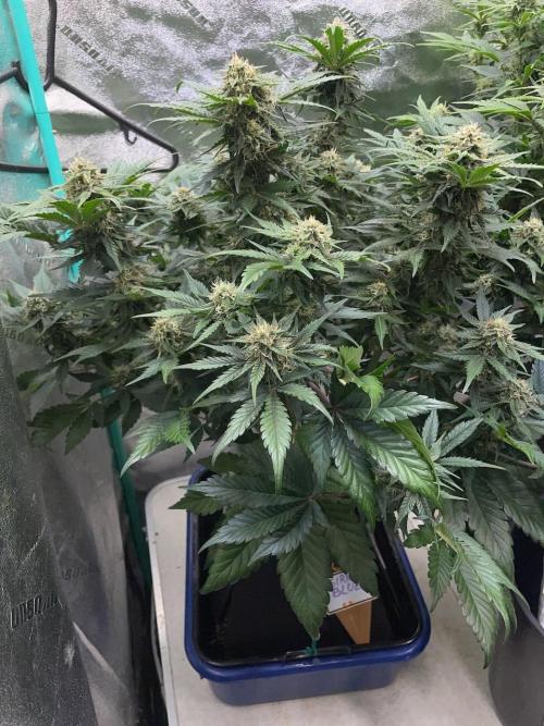 Strawpope, Sirius, ChemKush. Week 9 - Sirius Blue
