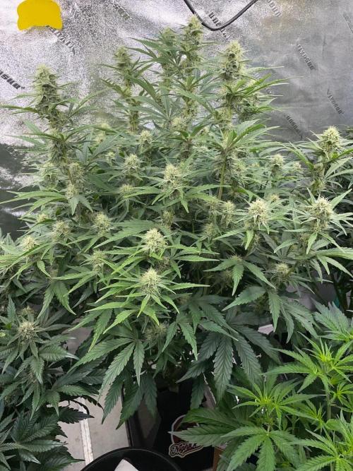 Strawpope, Sirius, ChemKush. Week 9 - Strawberry Popesicle