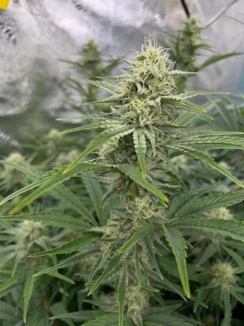 Strawpope, Sirius, ChemKush. Week 9