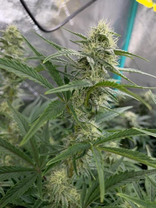 Strawpope, Sirius, ChemKush. Week 9
