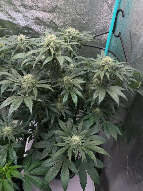 Strawpope, Sirius, ChemKush. Week 9 - Chem n Kush