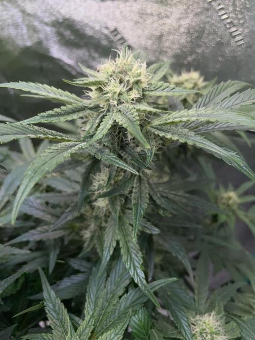 Strawpope, Sirius, ChemKush. Week 9