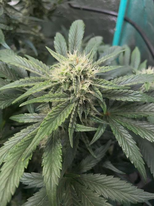 Strawpope, Sirius, ChemKush. Week 9