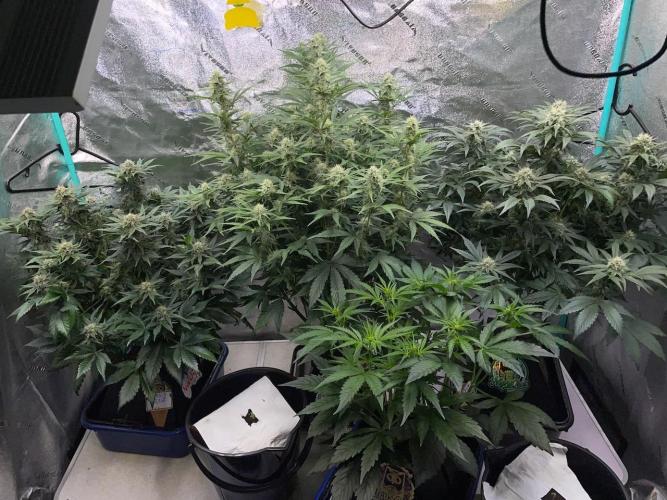 Strawpope, Sirius, ChemKush. Week 9