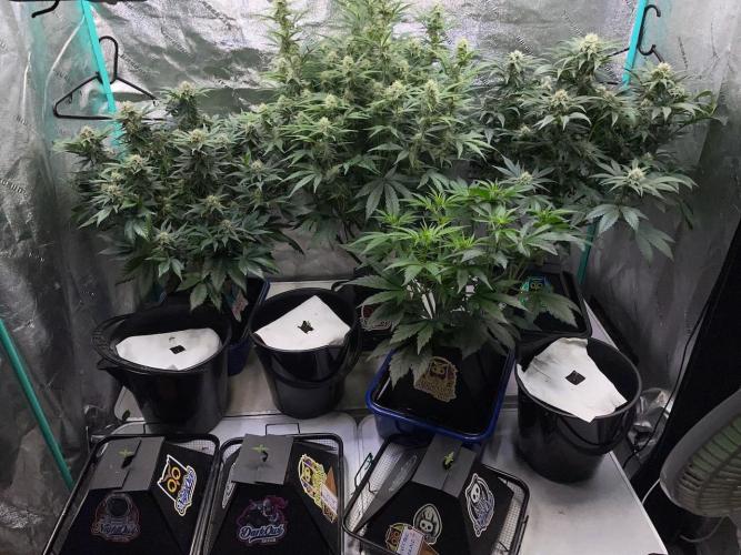 Strawpope, Sirius, ChemKush. Week 9