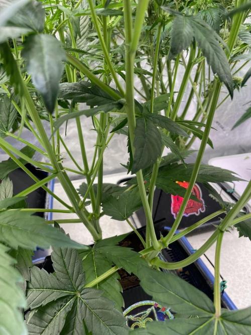 Re-used Pyramid with 2 beans. Week 6