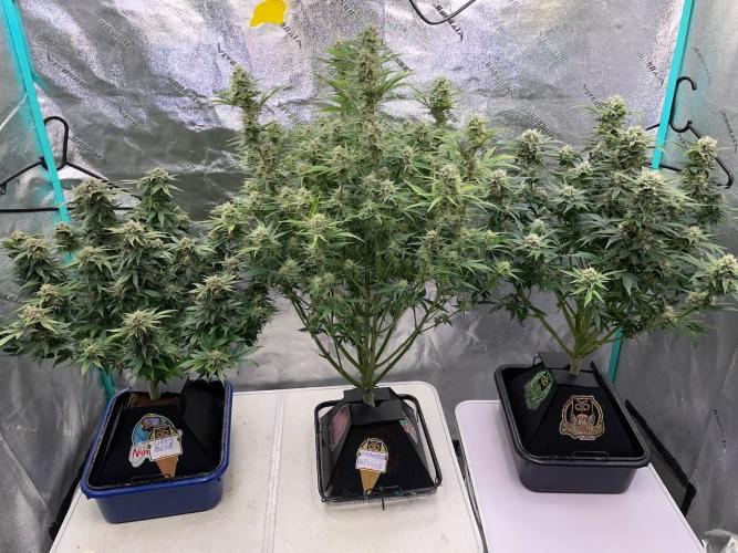 Strawpope, Sirius, ChemKush. Week 10