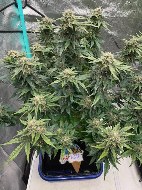 Strawpope, Sirius, ChemKush. Week 10