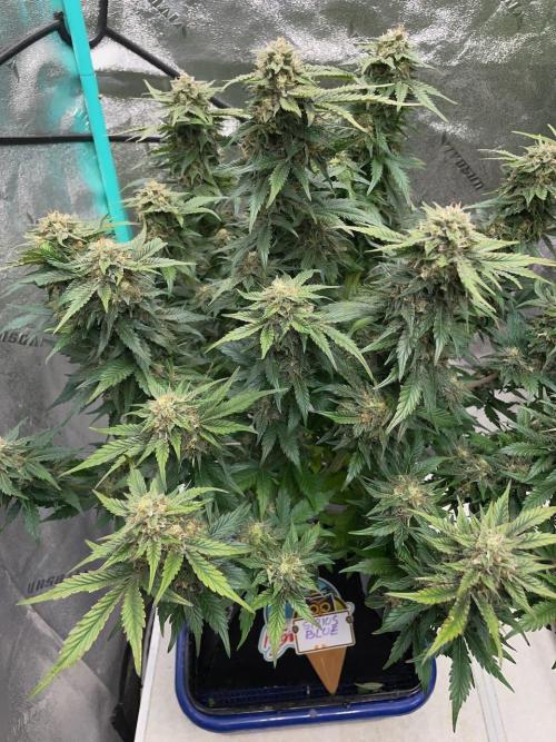 Strawpope, Sirius, ChemKush. Week 10