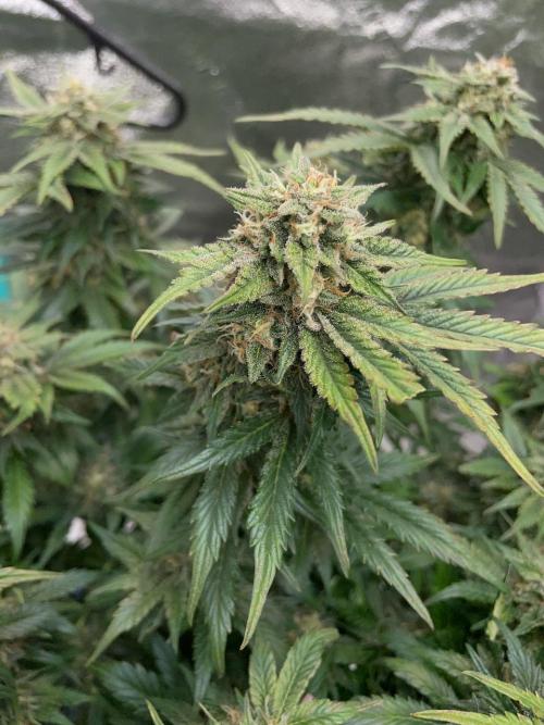 Strawpope, Sirius, ChemKush. Week 10