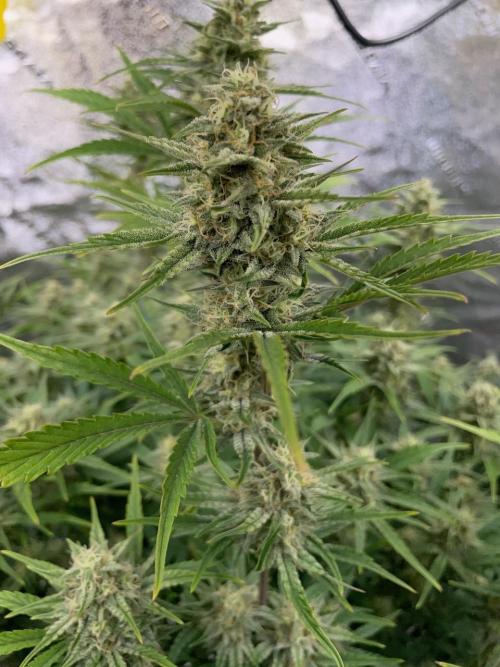 Strawpope, Sirius, ChemKush. Week 10