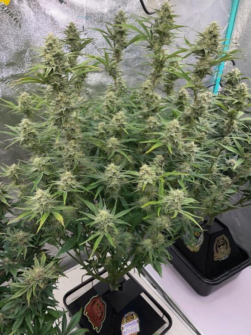 Strawpope, Sirius, ChemKush. Week 10