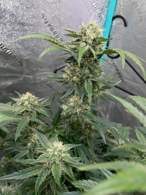Strawpope, Sirius, ChemKush. Week 10
