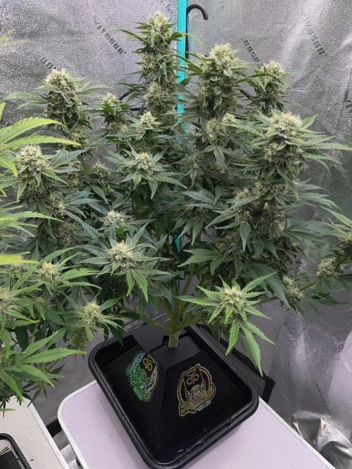 Strawpope, Sirius, ChemKush. Week 10