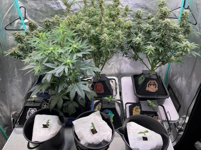 Strawpope, Sirius, ChemKush. Week 10