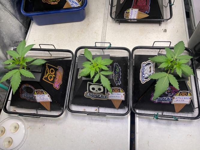 Compton; Qoolaid; Valencia. Week 3