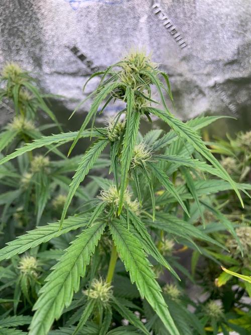 Re-used Pyramid with 2 beans. Week 7