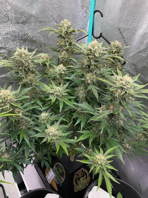 Strawpope, Sirius, ChemKush. Week 11