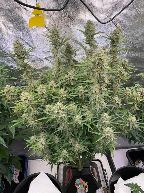 Strawpope, Sirius, ChemKush. Week 11
