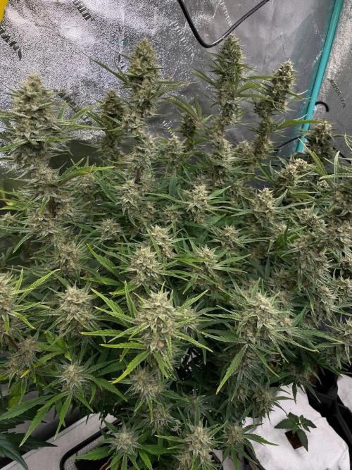 Strawpope, Sirius, ChemKush. Week 11