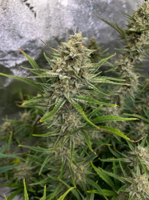 Strawpope, Sirius, ChemKush. Week 11 - Strawberry Popesicle