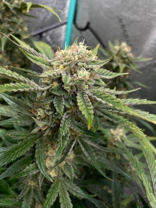Strawpope, Sirius, ChemKush. Week 11 - Chem n Kush