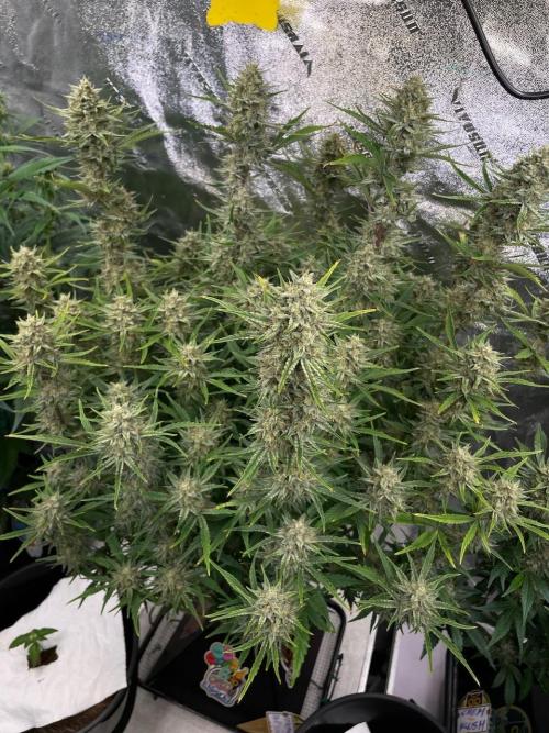 Strawpope, Sirius, ChemKush. Week 11
