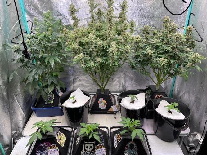 Strawpope, Sirius, ChemKush. Week 11