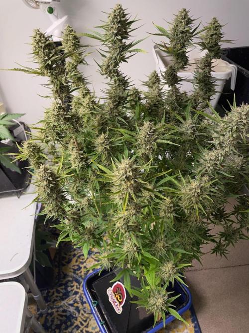 Strawpope, Sirius, ChemKush. Week 12