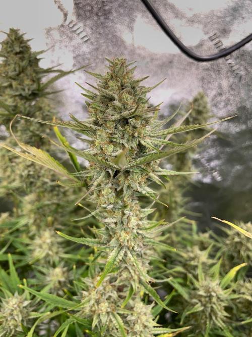 Strawpope, Sirius, ChemKush. Week 12