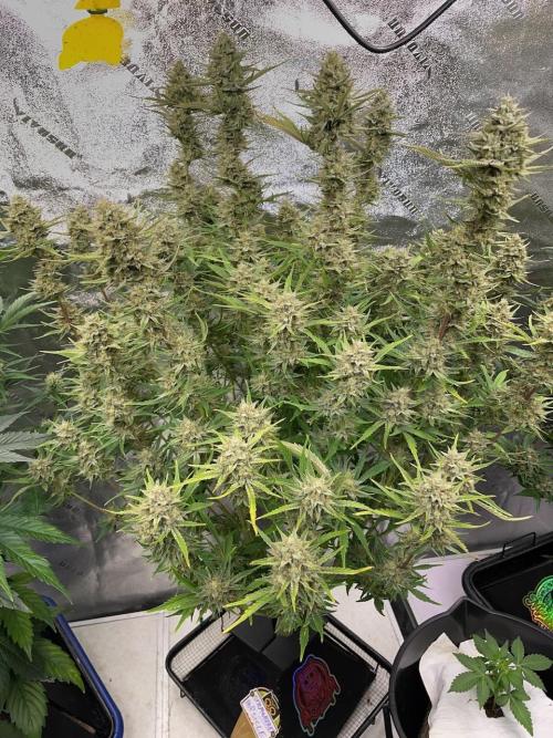 Strawpope, Sirius, ChemKush. Week 12
