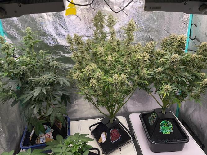 Strawpope, Sirius, ChemKush. Week 12