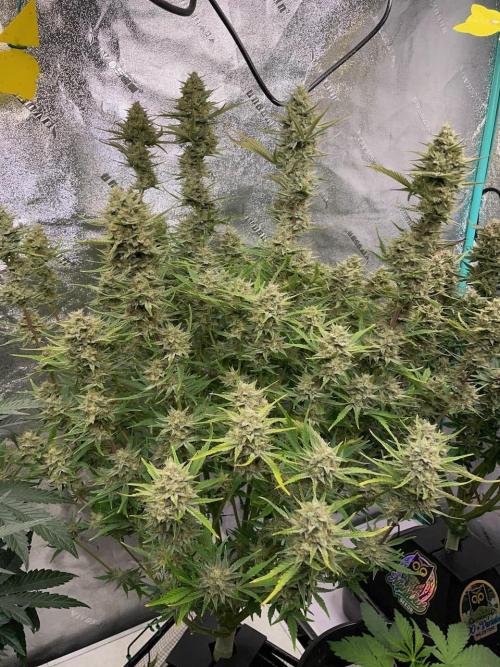 Strawpope, Sirius, ChemKush. Week 12